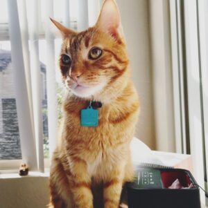 Bridgette Dunning Instagram - My crazy little kitten: Hercules😻❤️ #tabbycat