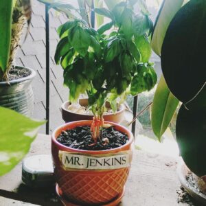 Bridgette Dunning Instagram - If you're curious about Mr. Jenkins.. He's doing just fine! ✌️️🌱💕💕💕 #greenthumb #healthy #myfriendisabasilplant