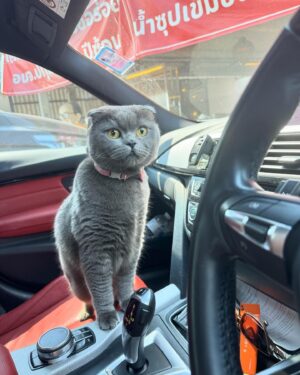 Bright Norraphat Vilaiphan Instagram - พาพี่ใหญ่มาสำรวจตลาด 🫡🐱