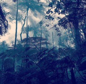 Britain Dalton Instagram - Training in a 'cloud forest' today ... #actorslife #moviemaking #filmtraining #cloudforest