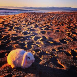 Britain Dalton Instagram - Happy Thanksgiving Everybunny!!!!
#actorslife #bunnieslife #thanksgiving