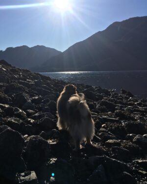 Brittany Allen Instagram - For all who knew and loved Mister, I wanted to share that he made his journey to the great beyond last week. I don’t think words can do justice to the incredible spirit he was on this earth but... I’ll try. He was my partner on so many adventures, from the deserts of California, to the forests of BC, and all the roads and ocean in between; from the woods of Muskoka to the streets of Toronto, to the Las Vegas strip, and the many plane rides / boat trips / car drives with his head out the window, soaking up allllll the smells, from one side of the continent to the other. He was my first baby, and his grace and love patience and acceptance with our second rescue Kobe, and then Sparrow, my first human baby, was a testament to his kind gentle wise heart that I still feel with us now. I will miss him always. Mister lived life to the fullest, and I have peace in knowing that, because that’s all we can really hope for in this life that is finite for us all. So though I feel great sadness and loss, mostly I smile and laugh when I think about all of the beauty he was, all of the silliness, joy, wildness, love, peace, wisdom and light. I love you forever Mister.