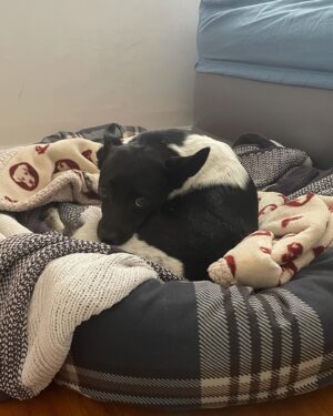 Brittany Allen Instagram - LA animal lovers ❤️ Colin and I found this darling little six-year-old Chihuahua mix burrowed in dirt at the side of the road, having been hit by a car days earlier. She had basically given up on life. Prior to that we heard she had been seen with a homeless person who had abandoned her. Before then, we don’t know, but I get the impression she was a mama to many dogs in her past. 

But she trusted us to gently put her in our car, and bring her to an emergency vet. They found multiple breaks in her femur, fractures in her left hip, and the surgery to fix / potentially amputate her one leg is now set for Monday. 

She is TRULY a sweetheart. Sooo gentle and kind and quiet, has shown zero aggression to anyone even though she is navigating this pain, and right now, she doesn’t move much from this bed. After Monday, it will be a month or so of recovery, in a pen, cozy, inside somewhere. @dogswithoutborders will be helping and will provide a foster parent with the pen, pee pads, food, etc, and it will just be about giving her love, reassurance, food and medication, and keeping her quiet until she regains her strength. I’m at a kind neighbour’s house in the meantime with her, but we are looking for someone who can step in as early as today, to help this little girl out. 

Even if you have availability for just the next few nights, or if you are able to commit to her entire recovery, please message me, and share to those who come to mind. 

She’s a special little heart and needs someone whose heart can open wide for her too. ☺️☺️

Again - this is just a temporary foster situation, so any help / commitment of time is needed and sought. Thanks. ❤️