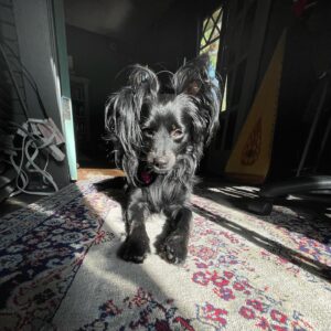 Brittany Allen Instagram - The best of friends. 

Some of you might know Mister, but I’d like to introduce you to Kobe, our newest addition to the family, who we found at the side of a very busy road a few months ago, and who has adapted beautifully into the fam, as Mister’s younger bro. He’s still got lots to learn and unlearn from his challenging past, but The little steps he takes are such a great reward and cause for celebration, as is the case with all rescues. Mister too was found at the side of a road more than 11 years ago, and I was so fortunate to find him through the foster group that rescued him from the shelter. Mister is now the wise elderly one who ages with grace and light. Grateful for these beings and all that they teach us about love and life. 
W/ @colin_minihan ❤️

#nationaldogday