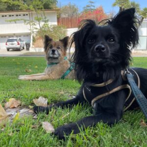 Brittany Allen Instagram - The best of friends. 

Some of you might know Mister, but I’d like to introduce you to Kobe, our newest addition to the family, who we found at the side of a very busy road a few months ago, and who has adapted beautifully into the fam, as Mister’s younger bro. He’s still got lots to learn and unlearn from his challenging past, but The little steps he takes are such a great reward and cause for celebration, as is the case with all rescues. Mister too was found at the side of a road more than 11 years ago, and I was so fortunate to find him through the foster group that rescued him from the shelter. Mister is now the wise elderly one who ages with grace and light. Grateful for these beings and all that they teach us about love and life. 
W/ @colin_minihan ❤️

#nationaldogday