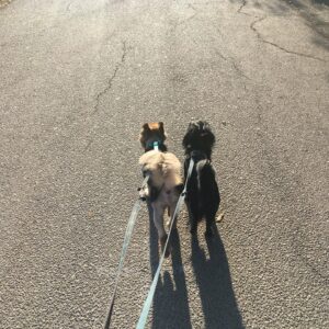 Brittany Allen Instagram - The best of friends. 

Some of you might know Mister, but I’d like to introduce you to Kobe, our newest addition to the family, who we found at the side of a very busy road a few months ago, and who has adapted beautifully into the fam, as Mister’s younger bro. He’s still got lots to learn and unlearn from his challenging past, but The little steps he takes are such a great reward and cause for celebration, as is the case with all rescues. Mister too was found at the side of a road more than 11 years ago, and I was so fortunate to find him through the foster group that rescued him from the shelter. Mister is now the wise elderly one who ages with grace and light. Grateful for these beings and all that they teach us about love and life. 
W/ @colin_minihan ❤️

#nationaldogday