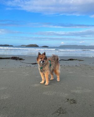Brittany Allen Instagram - For all who knew and loved Mister, I wanted to share that he made his journey to the great beyond last week. I don’t think words can do justice to the incredible spirit he was on this earth but... I’ll try. He was my partner on so many adventures, from the deserts of California, to the forests of BC, and all the roads and ocean in between; from the woods of Muskoka to the streets of Toronto, to the Las Vegas strip, and the many plane rides / boat trips / car drives with his head out the window, soaking up allllll the smells, from one side of the continent to the other. He was my first baby, and his grace and love patience and acceptance with our second rescue Kobe, and then Sparrow, my first human baby, was a testament to his kind gentle wise heart that I still feel with us now. I will miss him always. Mister lived life to the fullest, and I have peace in knowing that, because that’s all we can really hope for in this life that is finite for us all. So though I feel great sadness and loss, mostly I smile and laugh when I think about all of the beauty he was, all of the silliness, joy, wildness, love, peace, wisdom and light. I love you forever Mister.