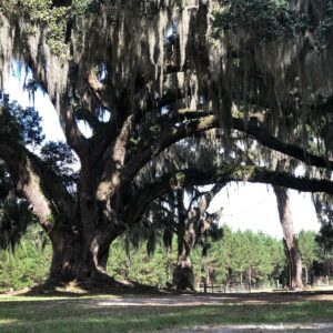 Brooke Langton Instagram - they have seen it all, and they might know a lot more than us.  I cried when I saw this one on the coast of Georgia!  Maybe 600 years old....Thank you JR! #liveoaks #ancientgrowth #protecttrees