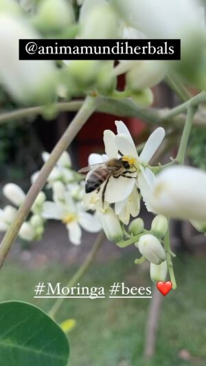 Brooke Langton Instagram - I love moringa from @animamundiherbals (I love everything from this magic soul!) #kinshipwithalllife #bees