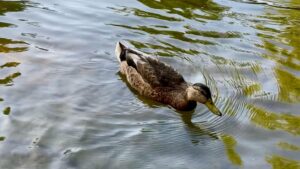 Bruce Campbell Instagram - Ducks are easy to ignore, but they are quite exquisite.