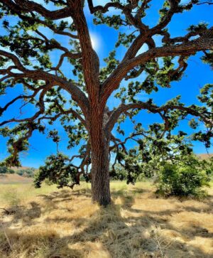 Bruce Campbell Instagram - The mighty oak.