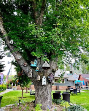 Bruce Campbell Instagram - Bird house? Bird subdivision!