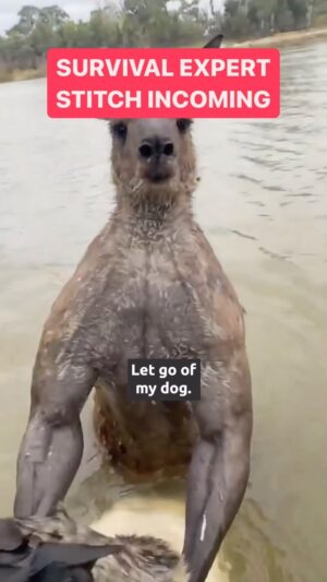 Bryan Callen Instagram - Survival tip: How to get a kangaroo to let go of your dog 
#viral #viralreels #kangaroo #dogreels #bryancallen #comedyreels #survival
