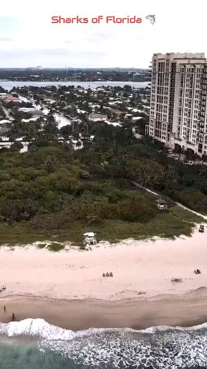 Bryan Callen Instagram - How long have I been saying this?? Floridians stay out of the water! Trust me you ain’t bopping all these sharks. 
#standup #comedy #standupcomedy #sharks #florida