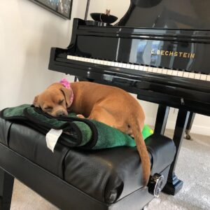 Bryan Singer Instagram - #ava #queen of the house.  130 yo #bechstein I got on sale. I pretend #tchaikovsky played it