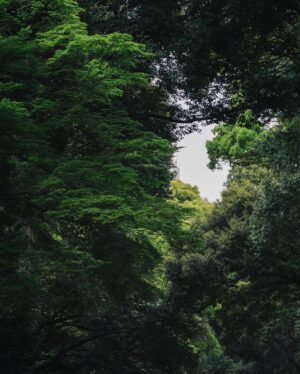 Buber Mak Instagram - 《🌳》

準備落機嗰一刻先發現⋯⋯
原來我未試過春天去日本🍃
好多唔同綠色嘅日本好靚～

不過我部iPhone 11pro影嘅相，
同我中學嗰部Nokia影嘅真係差唔多(´･_･`)
我下次都係乖乖地換部電話先去旅行！

所以，
我所有相都係偷 @eddielo 影嗰啲(˶‾᷄ ⁻̫ ‾᷅˵)