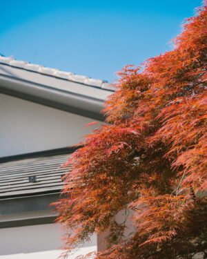 Buber Mak Instagram - 🍂🐈
去旅行係～
摸住人哋隻貓，掛住自己屋企隻貓(｡ ́︿ ̀｡)

隔咗好耐好耐先去旅行
今次思鄉病好嚴重
下次會進步（？）啲

嘻♪(´ε｀ )