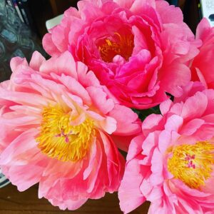 Byun Young-joo Instagram - 올해는 제 친구가 며칠전 사 온 작약꽃을 올립니다. 벌써 9년입니다. 제가 한 살 나이가 들듯 그래서 제가 제 나이를 명백하게 기억하듯 올해도 여전히 기억하고 있어요.  우리 서로 잘 버텨요!