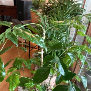 Byun Young-joo Instagram - 3월 한달 굴속에 들어갑니다. 이래저래 너무 번잡스러워서 작업 속도가 너무 더뎌 한달간 모든 연락을 안받으려고해요. 4월에 만나요.