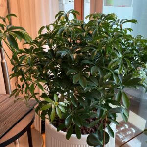 Byun Young-joo Instagram - 3월 한달 굴속에 들어갑니다. 이래저래 너무 번잡스러워서 작업 속도가 너무 더뎌 한달간 모든 연락을 안받으려고해요. 4월에 만나요.