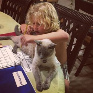 C.C. DeVille Instagram - Bear has been getting a lot of attention as of late so go over to .... @princethesiamesecat And show Prince some love :)