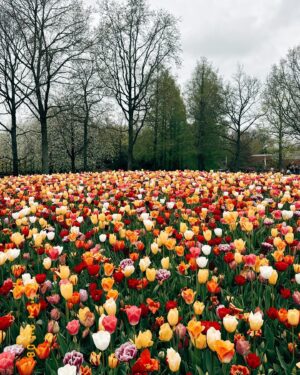 Çağrı Çıtanak Instagram - 📍Keukenhof