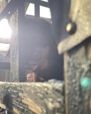 Çağrı Şensoy Instagram - Harap Cerku/ ruined…
@kurulusdizisi 5.sezon ….#
@bozdagfilm
