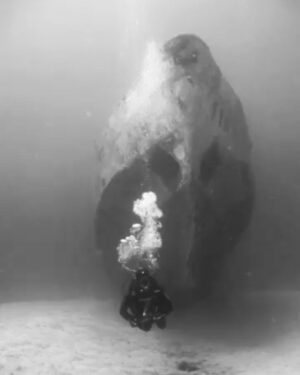 Cahit Gök Instagram - 📸 @ardaakintataroglu edit by @semso @blueteam_diving 👌🏻🙏🏻