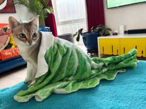 Cal Wilson Instagram - Barnacle modelling his new bok choy cape courtesy @pohlingyeow. 
It’s what he’s wearing to my opening night at @melbcomedyfestival (THIS THURSDAY!)
He’s got his tickets sorted (insisted on having comps in exchange for all the content he gives me) you can get yours at the link in my bio. 

So far my favourite Irrational Aggravations from the audience have been “people at work who say something’s awesome. It’s a PowerPoint. PowerPoints are never awesome,” and from an elderly man “People who say Aggravations when they mean Annoyances.” Yes, it was aimed at me, and no, I’m not sorry.

#Supposably #StandUpComedy. #melbourneComedyFestival #Comedy #MICF #ComedyFestival #PirateAndBarnacle #SingapuraCats #CatsOfInstagram 

(Image: Barnacle the 
Cat looking pensively off camera. Draped over him, with the top turned back for a collar, is a blanket that looks like a bok choy leaf. It covers him beautifully, including the tail, and cascades into ripples at the sides. It’s very Freddie Mercury in his Royal cape, if Freddie Mercury was a cat wearing a cape that looked like bok choy. Barnacle will also accept comparisons to Elvis at this time)