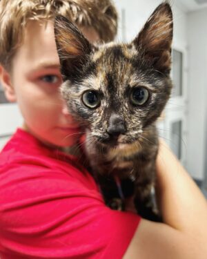 Cal Wilson Instagram - Well that was very dangerous…. my son and I just had a tour of the @catprotection facility/cat palace in Greensborough. 

They do such an amazing job, looking after and rehoming so many kittens and cats (including some lovely senior ones).
If you’re considering getting a cat of any vintage, you’re absolutely allowed to go and have a browse without an appointment. 

They also run a cat only vet clinic, so you can take yours in for new tyres or a tune up.

We didn’t take this extremely purry kitten home…mainly because she’s waiting to be desexed (but also because another cat requires a unanimous vote, and the household is currently sitting at 2-1. We’re working on it)

(Image: a boy in a red tee shirt holding a tortoiseshell kitten in his arms. They are both staring intently at the camera. Only one eye is visible on the boy, because the kitten is intenting in front of him. They are almost identical in cuteness, only the kitten won’t say “Mum, don’t write that I’m cute”)