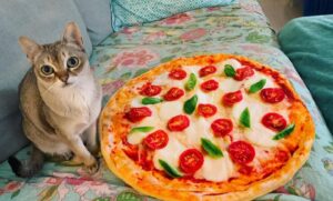 Cal Wilson Instagram - Just remembering that time I bought a cat blanket that looked like a pizza and Pirate was super disappointed. 

#CatsOfInstagram #Catstagram #PirateAndBarnacle #SingapuraCat #Pizza #CatBlanket #CatsWhoYell #funny #CatLover #CatLife

(Image: Pirate the cat sits on the couch next to an extremely realistic pizza blanket. Like, it’s really good - absolutely a nice Margarita experience. It’s larger than Pirate (necessarily, otherwise it’d be more of a cat doily than a blanket) and is incredibly soft to the touch. There is an ocean of disappointment in Pirate’s eyes. He stares at the camera with the steady regard of one who has been terribly let down)