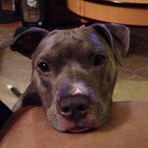 Cameron Britton Instagram - It’s Friday and it’s too cold out, frankly. So here’s a pic of my dog and a hot wheels video my friends made. #coldday #hotwheels #pitbull #pitboss