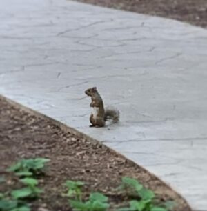 Cameron Brodeur Instagram - We took a stroll, saw a squirrel. Was a good day:)