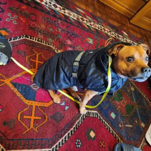 Camilla Thulin Instagram - Då åkte den stora vinterutrustningen på, även Musse fick dubbla kostymer, tröja och täcke. #staffie #englishstaffordshirebullterrier @kennellittlefrogs #snö #frysgrader #blääää