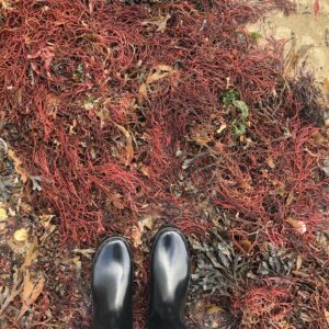 Camille De Pazzis Instagram - By the Sea 🦞#nofilter