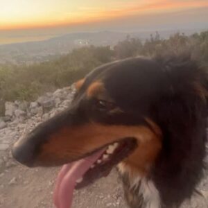 Camille Lacourt Instagram - J’adore mon chien 😍
J’adore faire le fou avec lui,
Courir en montagne (car il n’aime plus courir longtemps),
Lui faire des câlins,
Et le voir dormir à ma place sur le canap 😅
#cestlafamille
@sumo_doudou