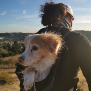 Cara Santa Maria Instagram - First hike of 2021 😍
.
(Killer gets too tired on the way back so he goes in the doggo 🎒)