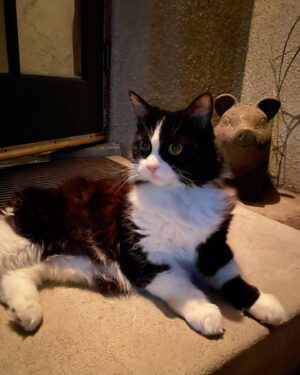 Carla Azar Instagram - Beatrice Noir ⠀
i love this little cat / i rescued her from life on the street when she was a kitten. she's a  g. ⠀
⠀
#NorwegianForestCat🍄