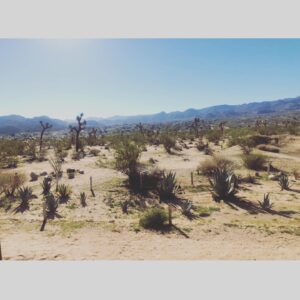 Carla Azar Instagram - desert sessions 11&12 came out yesterday /// ---> last year josh invited me to go to the desert, to joshua tree (his natural habitat) and record music with an eclectic bunch of musicians. here are some photos from a few things that went on out there. ❤️ 🌵 ⠀⠀⠀⠀⠀⠀⠀⠀⠀⠀⠀⠀ ⠀⠀⠀⠀⠀⠀⠀⠀⠀⠀⠀⠀
#desertsessions #queensofthestoneage