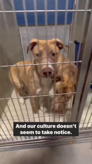 Carlito Olivero Instagram - Heartbreaking but true…. Every dog that doesn’t get adopted within 72 hours, If shelter is full, will be euthanized/Killed. “72 hours” ….Adopt. I advise you to go to an animal shelter… anytime of the week: once you see these animals you’ll want to bring one home. Save a life.  #adoptadog