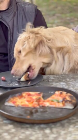 Carlos Bertolazzi Instagram - Hoje tem 🍕PIZZA🍕
Nesse dia mundial da pizza compartilho com vocês um dos meus maiores prazeres. Quer a receita da massa? Só me dizer qual seu sabor preferido de pizza nos comentários que eu posto a receita em outro vídeo.

Forno e acessórios: @revolucaodapizza 
Louças: Coleção Geo @portobrasilceramicaoficial 
Faca: @ivancamposblades 
Tabuas: @woodfuturebrasil 
Cabana: @kaerucabana 
Melhor pessoas pra dividir uma pizza: @bruna.mallmann e Chopp