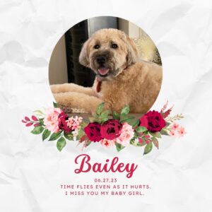 Carly Phillips Instagram - Bailey’s been gone for one year 💔
I hope she’s happy at the Rainbow Bridge and met up with Buddy. 
Time flies even as it hurts. I miss my Baby Girl. 

#imissyou #carlyphillips #romance #romancebooks #romancereaders #romancerecs #bookish #bookworm #booklover #bookaddict #bookstagram