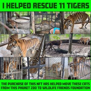Carole Baskin Instagram - Crypto curious? Here is a way to buy an NFT to support the rescue of the 11 tigers from the Phuket Zoo that are going to Wildlife Friends Fdn Thailand. Buy the NFT to be furever documented on the blockchain as a big cat hero! https://nft.rally.io/bigcatrescue?viewMode=profile&nftMaster=i-helped-rescue-11-tigers-655