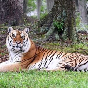 Carole Baskin Instagram - Big Cat Public Safety Act Passes!

TAMPA, Fla. – December 06, 2022 – After passing the House of Representatives in July by a more than 2/3 bipartisan vote, we are thrilled to announce that today the Big Cat Public Safety Act passed the Senate unanimously. From here it goes to the President for signature. The White House has already expressed support for the bill. This legislation has two key provisions:

First, it puts an end to the abusive use of tiger cubs and other big cat cubs for petting and photo ops. Cubs used for this purpose are ripped from their mothers at or close to birth, as shown in one scene in Tiger King, deprived of the health protections of the mothers’ milk, and often deprived of sleep and physically punished to discourage their natural behaviors. There is no tracking of how many of them die in the process or where they end up when, a few months later, they are too big and dangerous for petting.

Second, the bill phases out private ownership of big cats by unlicensed owners who keep them as “pets” in what are typically miserable conditions in backyards or worse. Current owners of big cats are “grandfathered” and can keep their existing animals. But they must register the existing animals with the US Fish & Wildlife Service and may not breed or acquire more. Thus, private owners can no longer serve as the dumping ground for cubs who “age out” of petting operations. Within a decade most of the thousands of big cats living this way will have passed away, and in twenty years no cats will be living in this kind of misery.

Carole Baskin, CEO and Founder of Big Cat Rescue, reacted to the Senate vote this way: “This bill has been the number one goal of my thirty years of advocacy to stop the mistreatment of big cats. “ For more information on the timeline of the bill, visit https://bigcatrescue.org/big-cat-coalition/