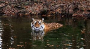 Carole Baskin Instagram - After Tiger King aired one of the most common misconceptions I heard from the millions of people who responded to the show was that captive breeding of tigers at roadside zoos and backyard menageries ￼was saving the tiger from extinction. The ignorant observation was that breeding more tigers means saving them from extinction but this article explains why that’s not the case. ￼ This article incorrectly states that the Big Cat Public Safety Act has stalled but in fact we expect it to become law by the end of this year.￼ A vote is expected in the house in the next couple of days so please remind your House Rep to show up and vote for it. ￼ 

H.R.263 - Big Cat Public Safety Act (117th Congress)
Sponsor: Rep. Quigley, Mike [D-IL-5] (Introduced 01/11/2021)

Has changes in:

Actions (2 new, 9 total)
Actions: 07/22/2022: Placed on the Union Calendar, Calendar No. 334.
Actions: 07/22/2022: Reported (Amended) by the Committee on Natural Resources. H. Rept. 117-428.

BigCatAct.com