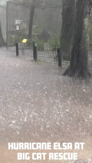 Carole Baskin Instagram - Hurricane Elsa VS Big Cat Rescuers