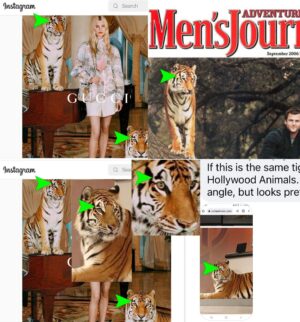 Carole Baskin Instagram - Why Did Gucci Apparently Hire Hollywood Animals in 2021 or 2022?
Given the fact that anyone could do an Internet search and find all of this information, why would Gucci choose to associate their brand with Brian McMillan’s Hollywood Animals?  It only took Big Cat Rescue’s Saber Tooth Sleuths less than 48 hours to figure out that the tiger in the Gucci ad was the same tiger on the piano and on the floor by the model.  A quick Internet search showed that the tiger reportedly belonging to Hollywood Animals on the desk at right and in the two close up overlays in the middle of the Gucci ad, has exactly the same stripe pattern.  It is easily identified by comparing the area just over the tiger’s right eye.  Tiger stripes are just like human fingerprints.  No two are alike.  Busted Gucci!  https://911animalabuse.com/hollywood-animals/