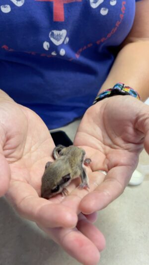 Carole Baskin Instagram - Flying Squirrel!