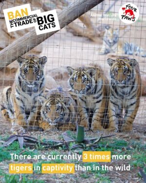 Carole Baskin Instagram - It’s the Year of the Tiger – will you help us change their fate?
South Africa is farming big cats for commercial trade, but the national Government doesn’t know how many are currently being kept in private facilities in the country.
There are hundreds of ‘farms’ in South Africa that actively breed four of the big cat species - tigers, lions, leopards and jaguars. The lack of effective regulations and monitoring has allowed this somewhat legal industry to flourish, while often acting as a conduit for illegal trade.
We urge South Africa to end the farming of big cats and ban their commercial trade. 2022 marks the Lunar Year of the Tiger and with it, we raise awareness about the exploitation of tigers and demand protection for all big cats. 

Check out the article here: 
https://www.four-paws.org.za/campaigns-topics/campaigns/theviciouscycle/year-of-the-tiger#8390e4ce-4f18-4242-9743-cd553801e154

#BreakTheViciousCycle #YearOfTheTiger2022 #BigCats #BigCatRescue #Rescue #Tiger #CaroleBaskin