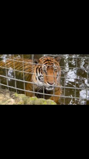 Carole Baskin Instagram - Simba tiger loves to relax in his pool on hot Florida days! 

#BigCatRescue #Tiger